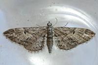 Eupithecia oxycedrata