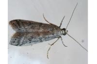 Ephestia