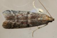 Ephestia
