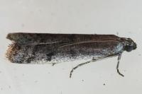 Phycitodes