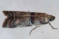 Alophia combustella