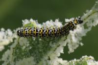 Cucullia verbasci
