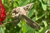 Autographa gamma