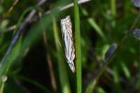 Crambus lathoniellus