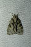 Acronicta strigosa