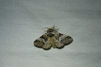 Drymonia dodonaea