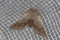 Orthosia cerasi