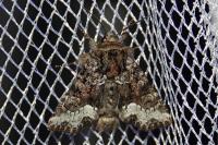 Oligia strigilis/versicolor