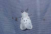 Diaphora mendica