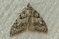 Nola cicatricalis