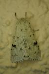 Acronicta leporina