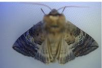 Tethea ocularis