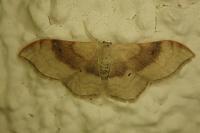 Idaea degeneraria