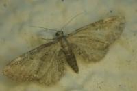 Eupithecia vulgata