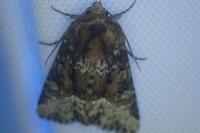 Oligia