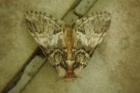 Drymonia dodonaea