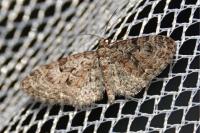 Eupithecia dodoneata