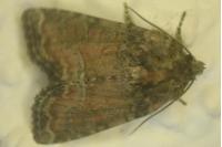Oligia