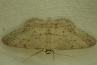 Idaea seriata