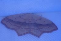 Scopula imitaria