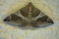 Dysgonia algira