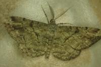 Peribatodes rhomboidaria rhomboidaria