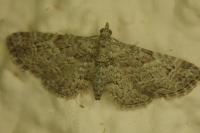 Gymnoscelis rufifasciata