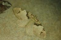 Anticlea derivata