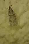 Eudonia angustea