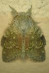 Stauropus fagi