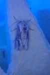 Egira conspicillaris