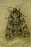 Acronicta rumicis