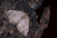 Triphosa tauteli