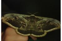 Saturnia pyri