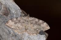 Rheumaptera cervinalis barbuti