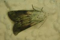 Aphomia sociella