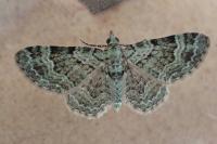 Pasiphila rectangulata