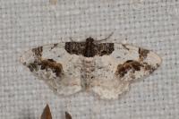 Ligdia adustata
