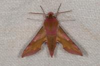 Deilephila porcellus