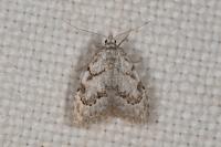 Nola confusalis