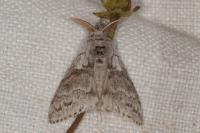 Calliteara pudibunda