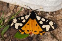 Arctia villica