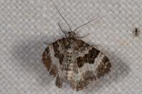 Epirrhoe alternata