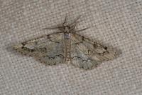 Cleorodes lichenaria