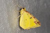 Opisthograptis luteolata