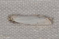 Coscinia cribraria cribraria