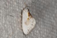 Cilix glaucata/hispanica