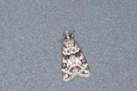 Eudonia delunella
