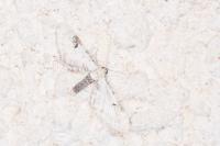 Eupithecia centaureata