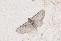 Gymnoscelis rufifasciata